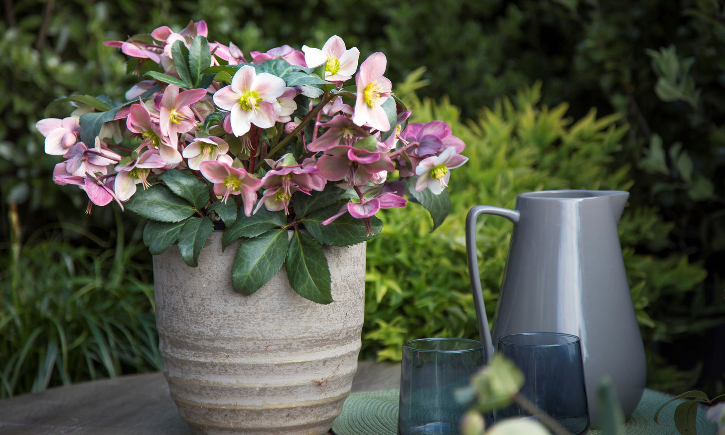 Hellebore ‘FROSTKISS® Angel Glow’