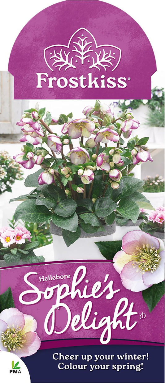 Hellebore ‘FROSTKISS® Sophie's Delight’