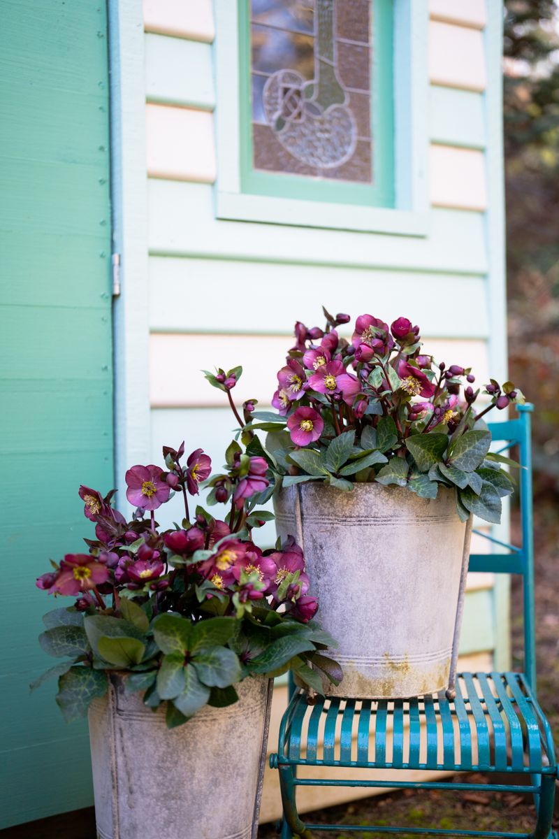 Hellebore ‘FROSTKISS® Vibey Velvet’