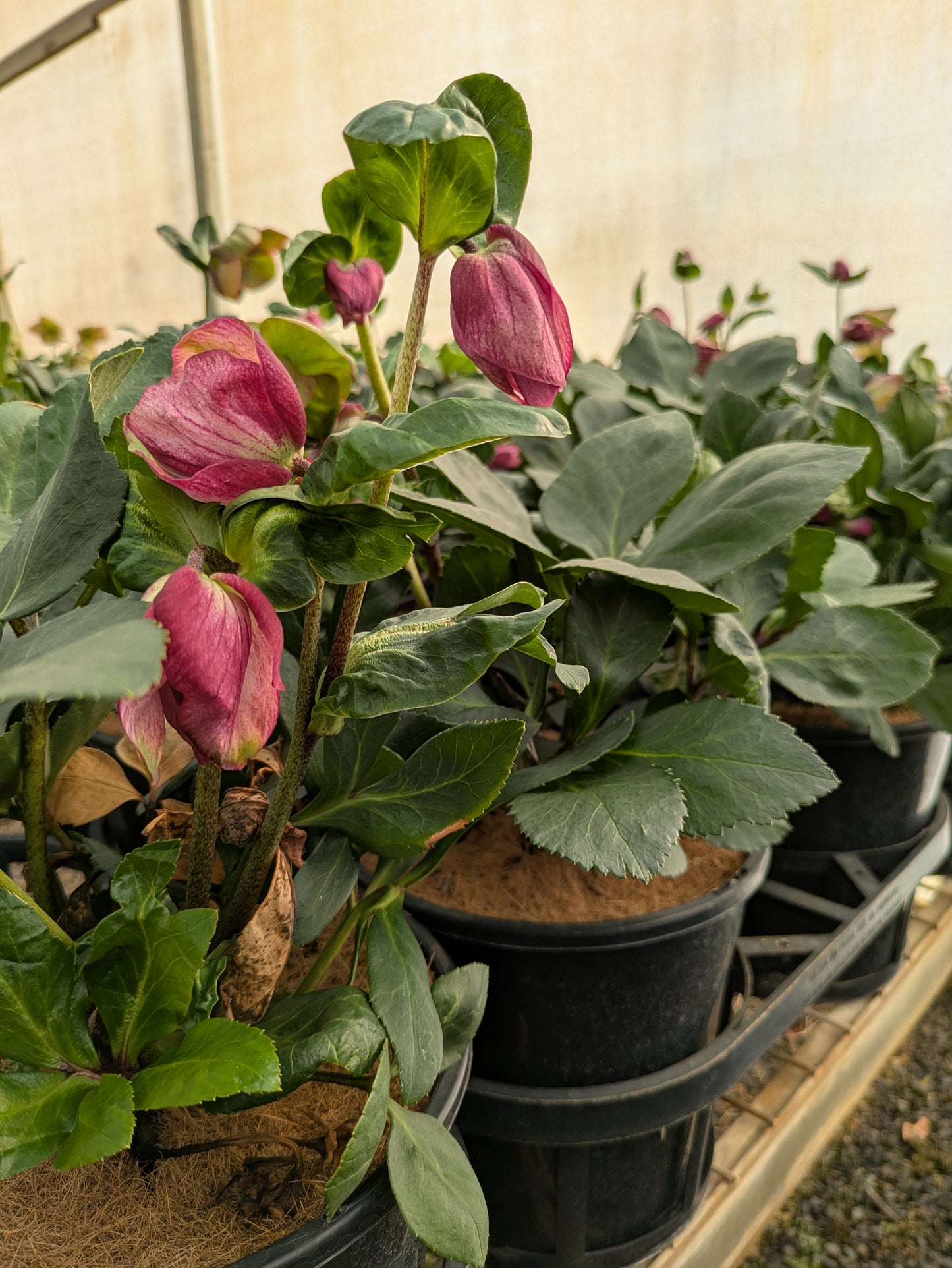 Helleborus Winter Ballet Karli