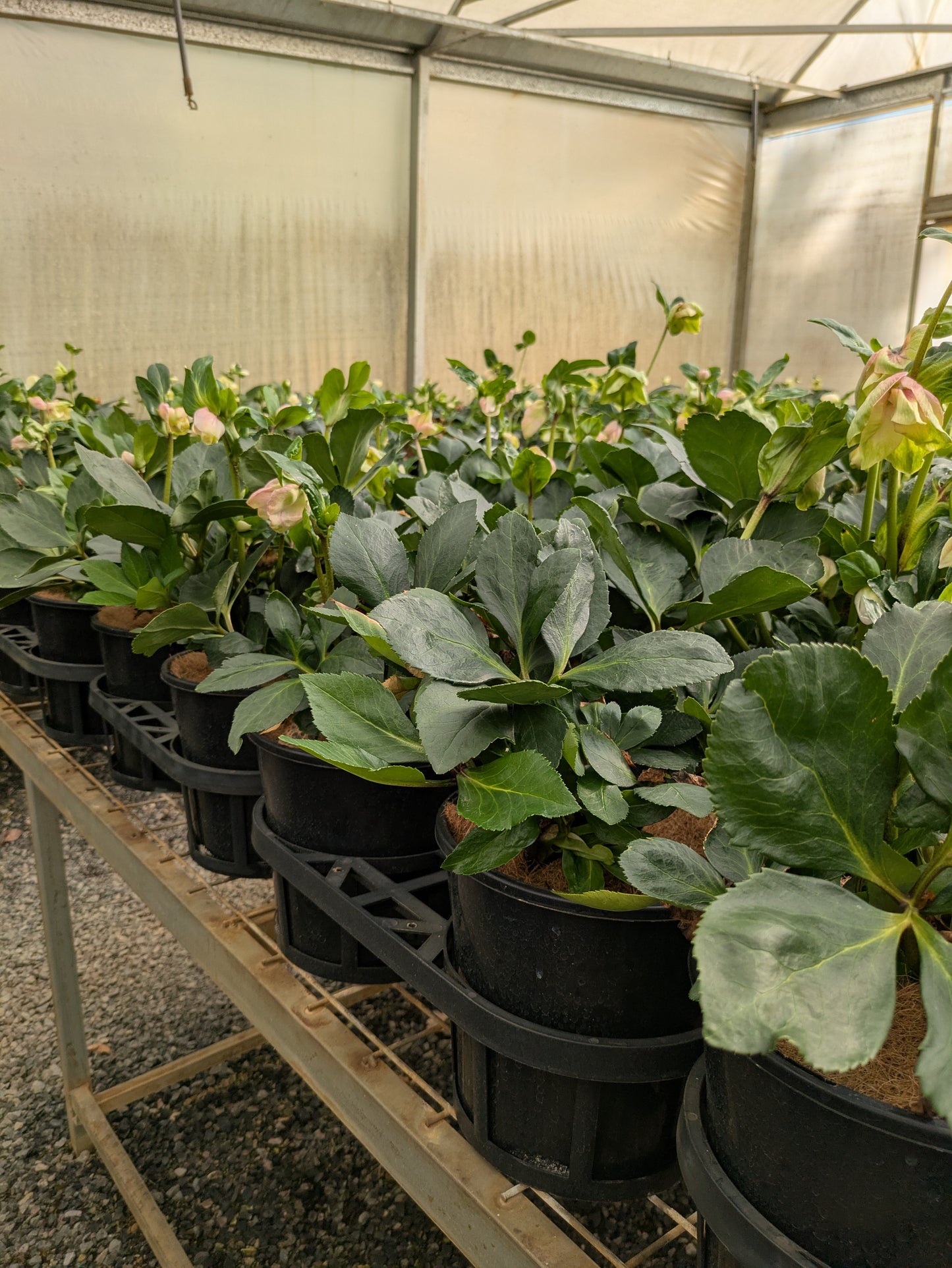 Helleborus Winter Ballet Katie