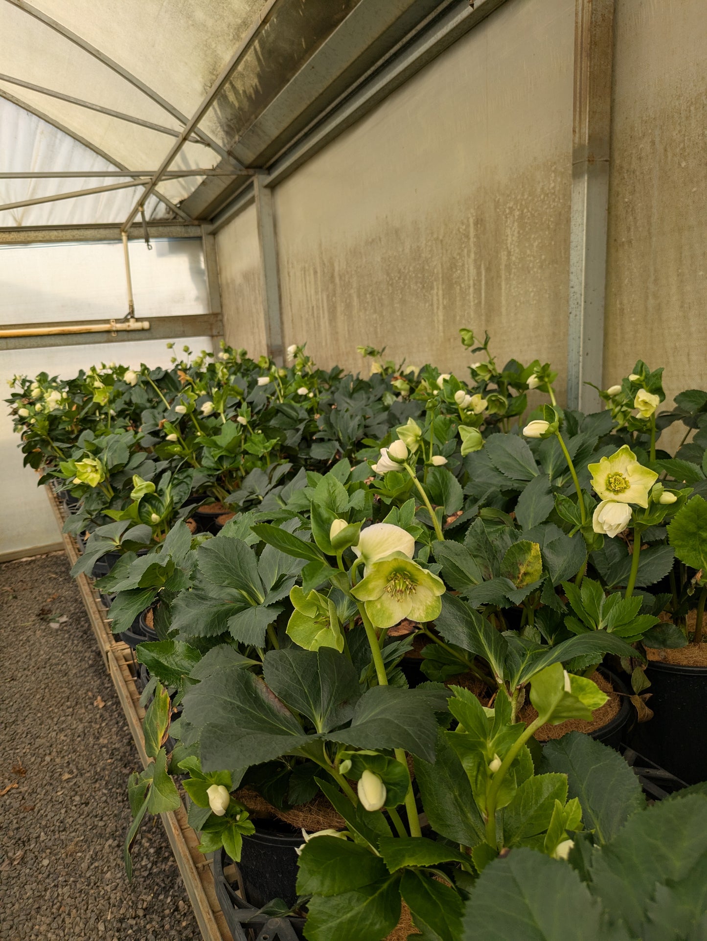 Helleborus Winter Ballet Lisann