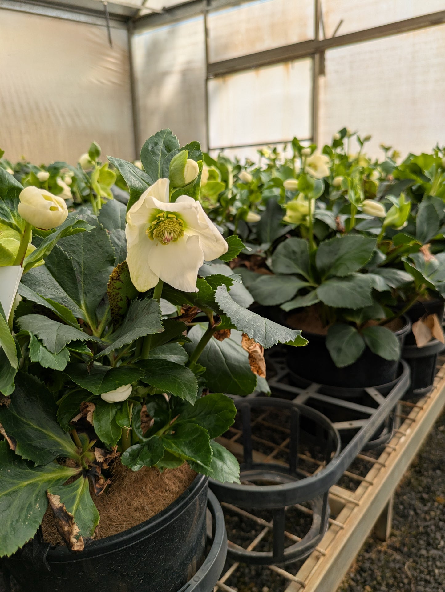 Helleborus Winter Ballet Lisann