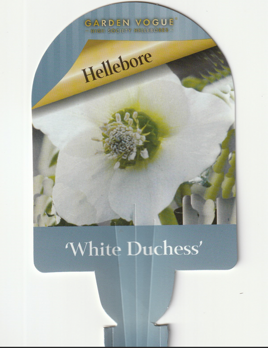 Helleborus orientalis 'White Duchess'