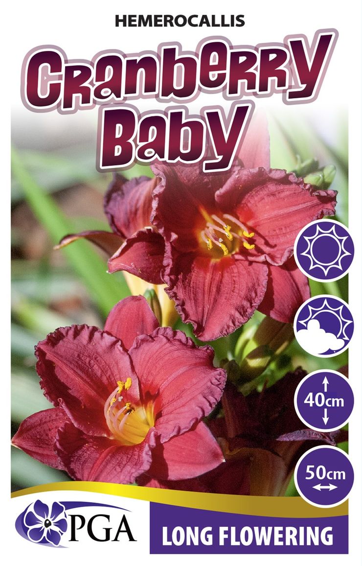 Hemerocallis ‘Cranberry Baby’