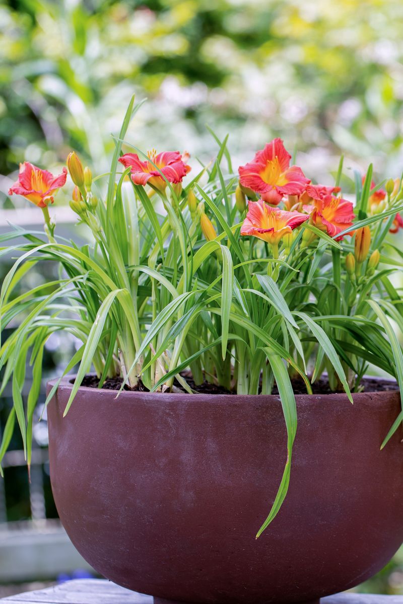 Hemerocallis ‘Stella Rouge’
