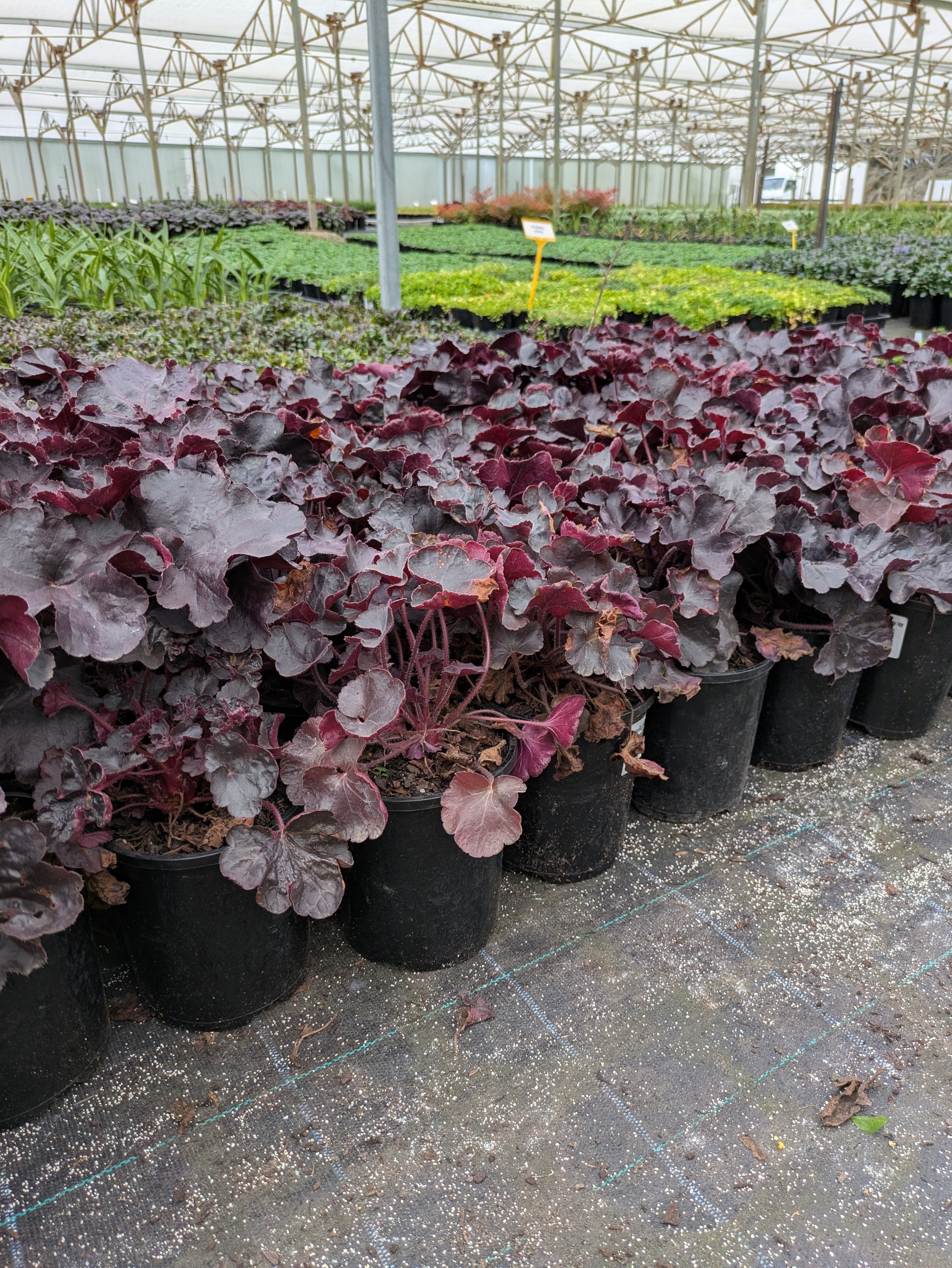 the plant broker