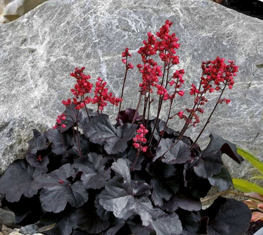 Heuchera Black Forest Cake
