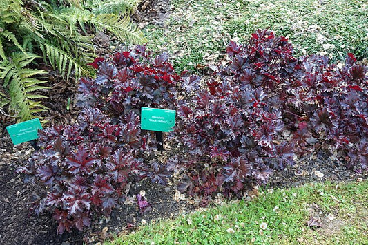 Heuchera Black Taffeta