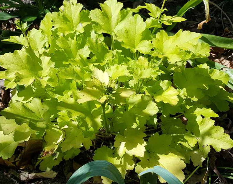 Heuchera Lime Marmalade