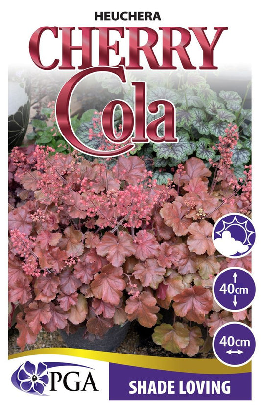Heuchera ‘Cherry Cola’
