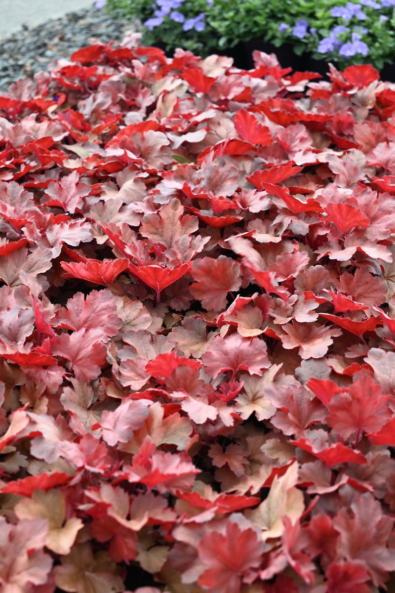 Heuchera ‘Cherry Cola’