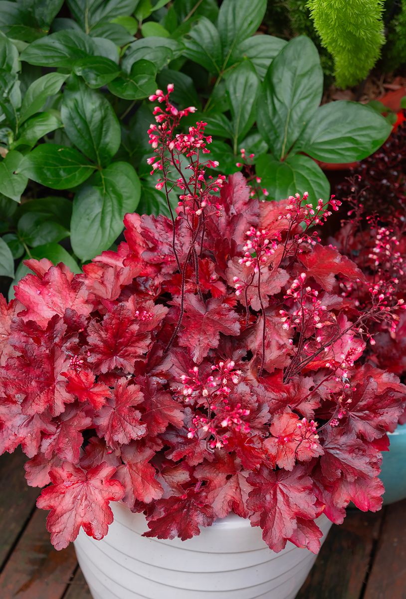 Heuchera ‘Fire Chief’