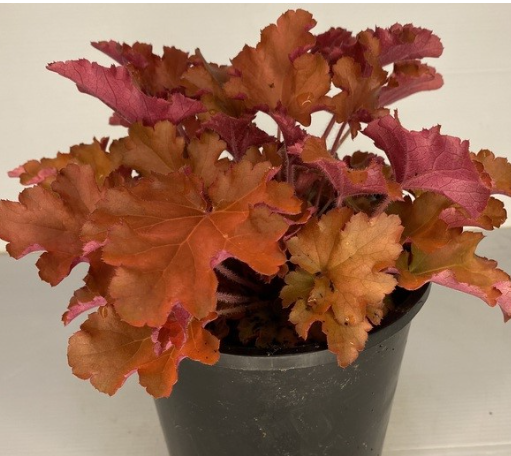 Heuchera Gojiberry