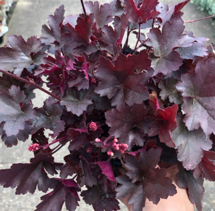 Heuchera Little Cutie Coco