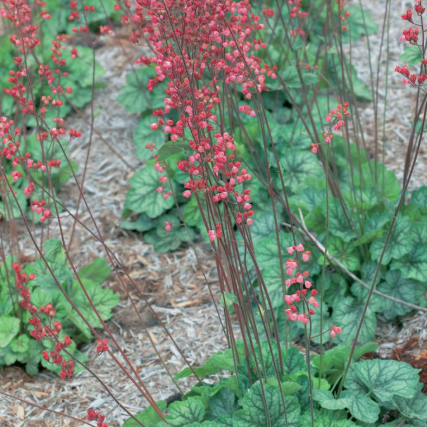 Heuchera hybrid 'Peppermint Spice'