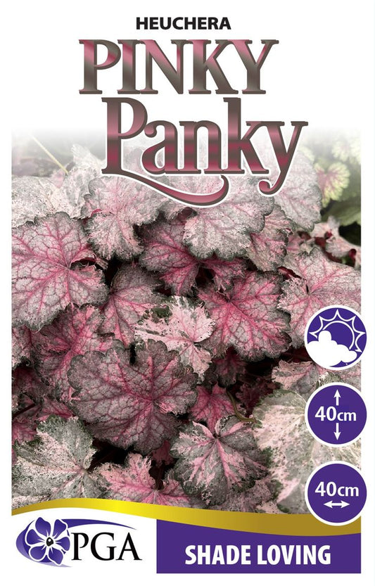 Heuchera ‘Pinky Panky’