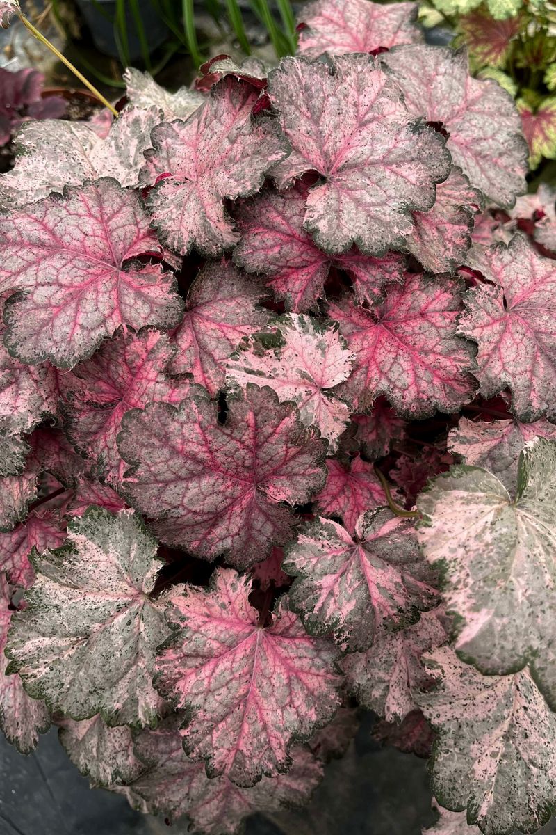 Heuchera ‘Pinky Panky’