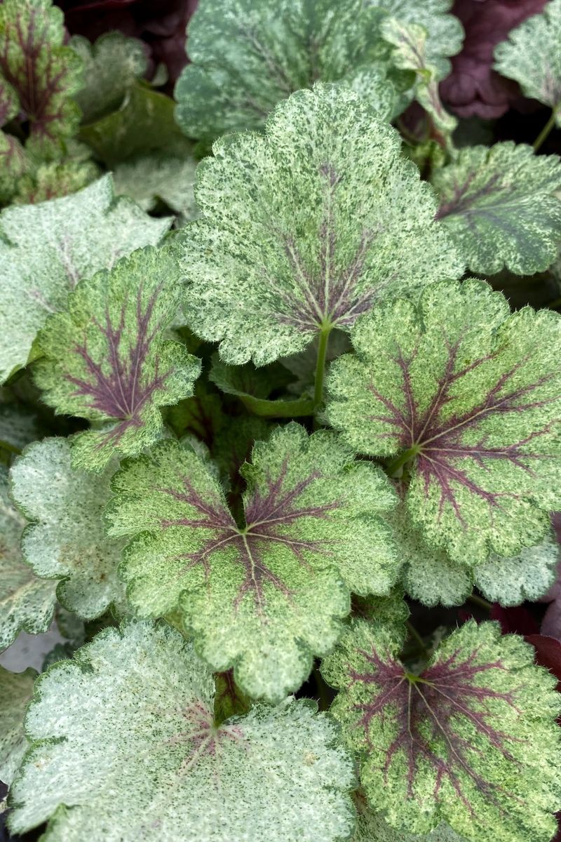 Heuchera ‘Snowy Panky’