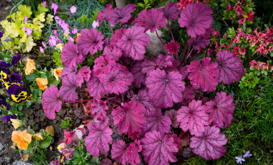 Heuchera Sugar Plum