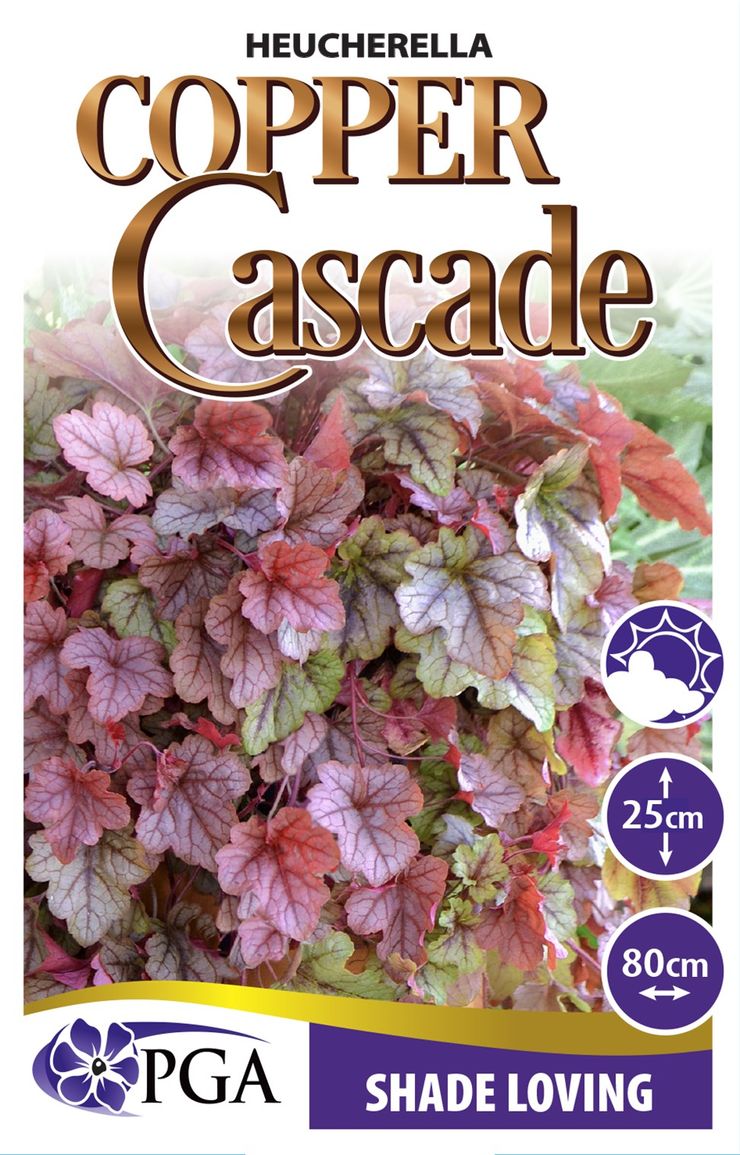 Heucherella ‘Copper Cascade’