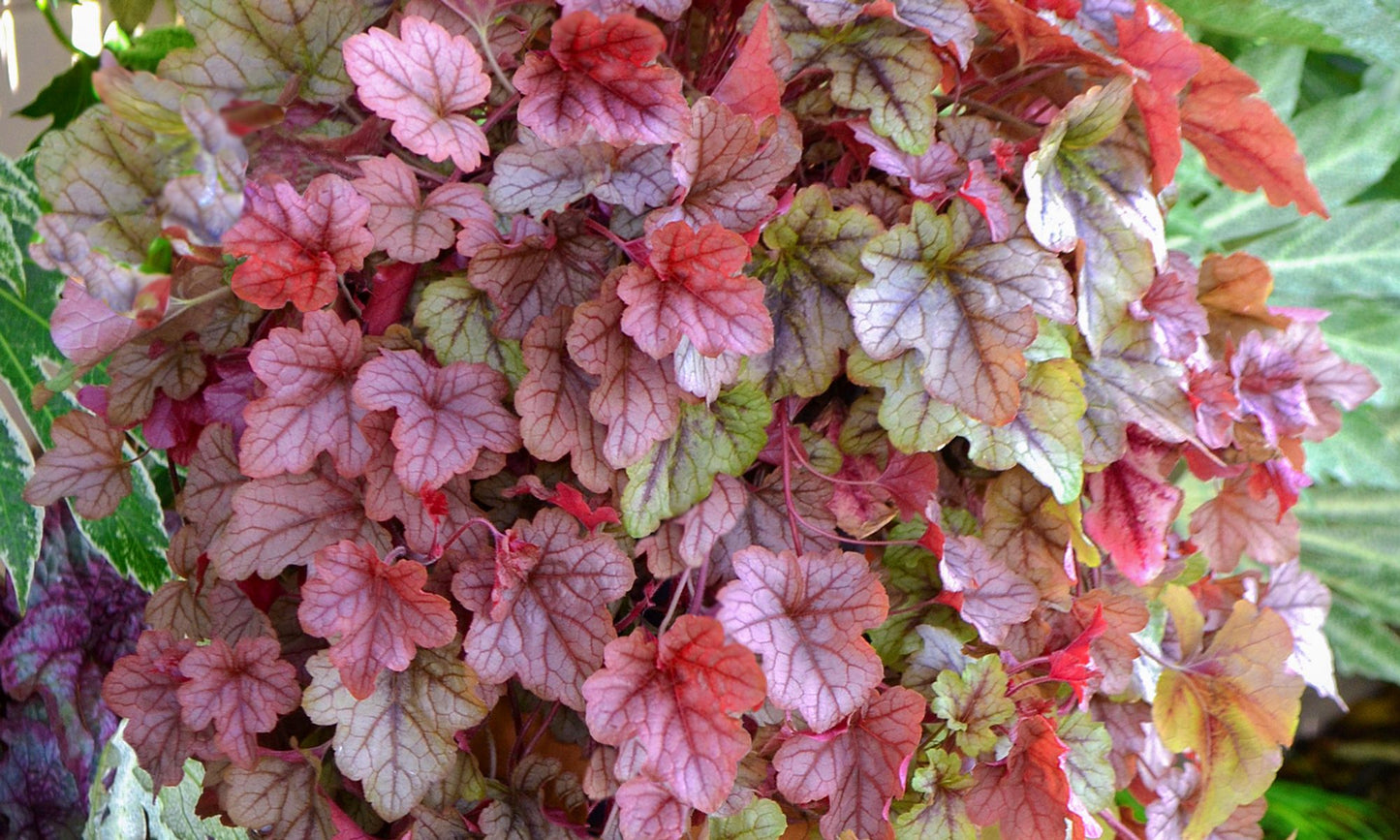 Heucherella ‘Copper Cascade’