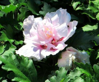 Hibiscus syriacus Double Pale Pink