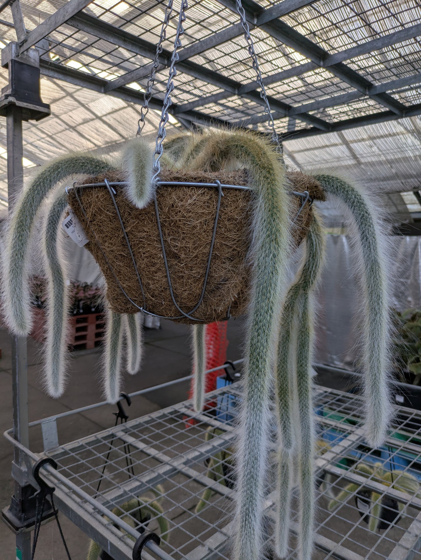 Hildewintera colademononis