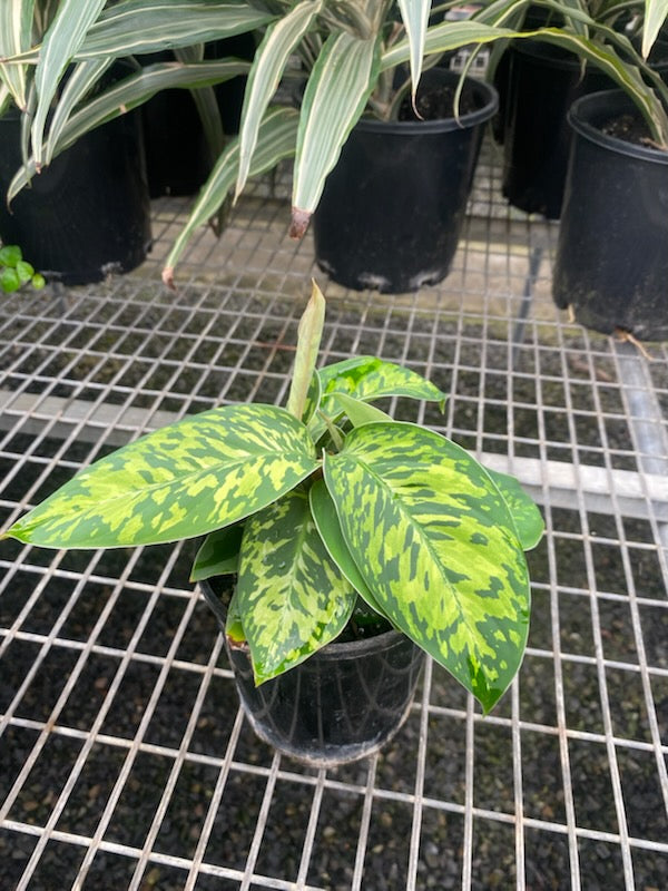 Homalomena Camouflage