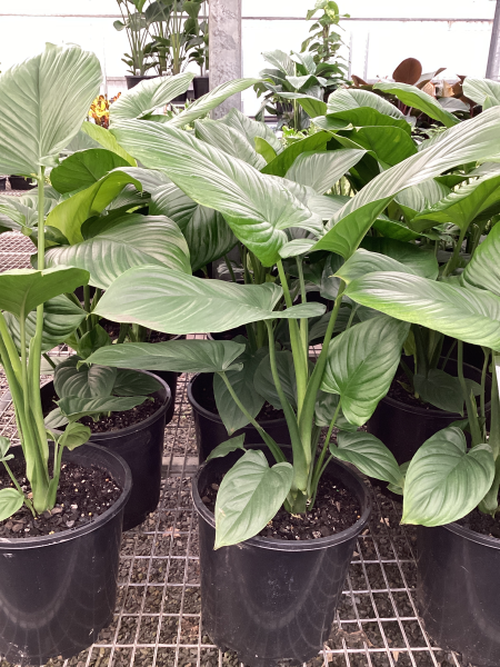 philodendron homalomena emerald gem Homalomena Emerald Gem – The Plant Broker