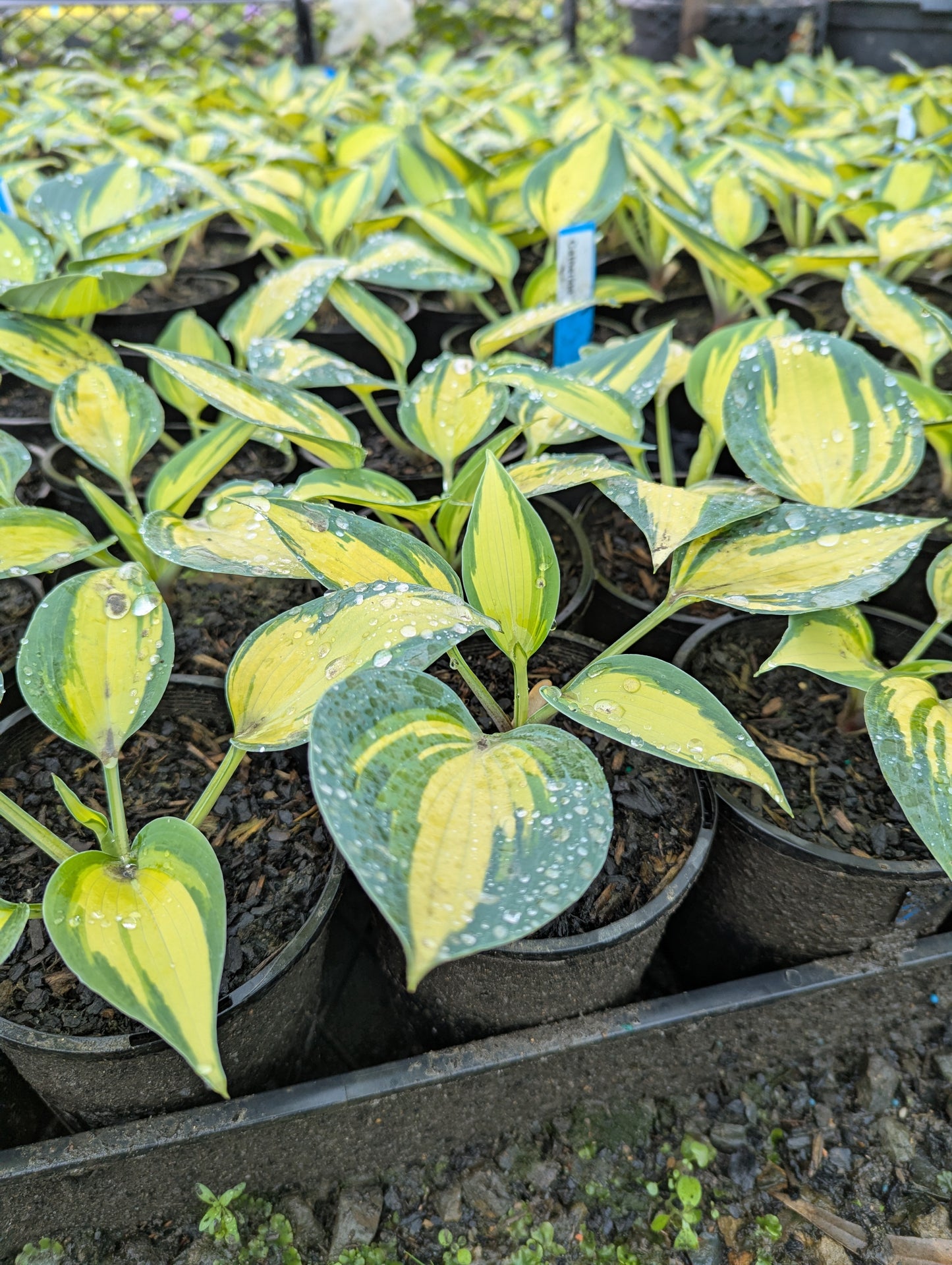 Hosta Catherine