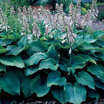 Hosta_BlueAngel