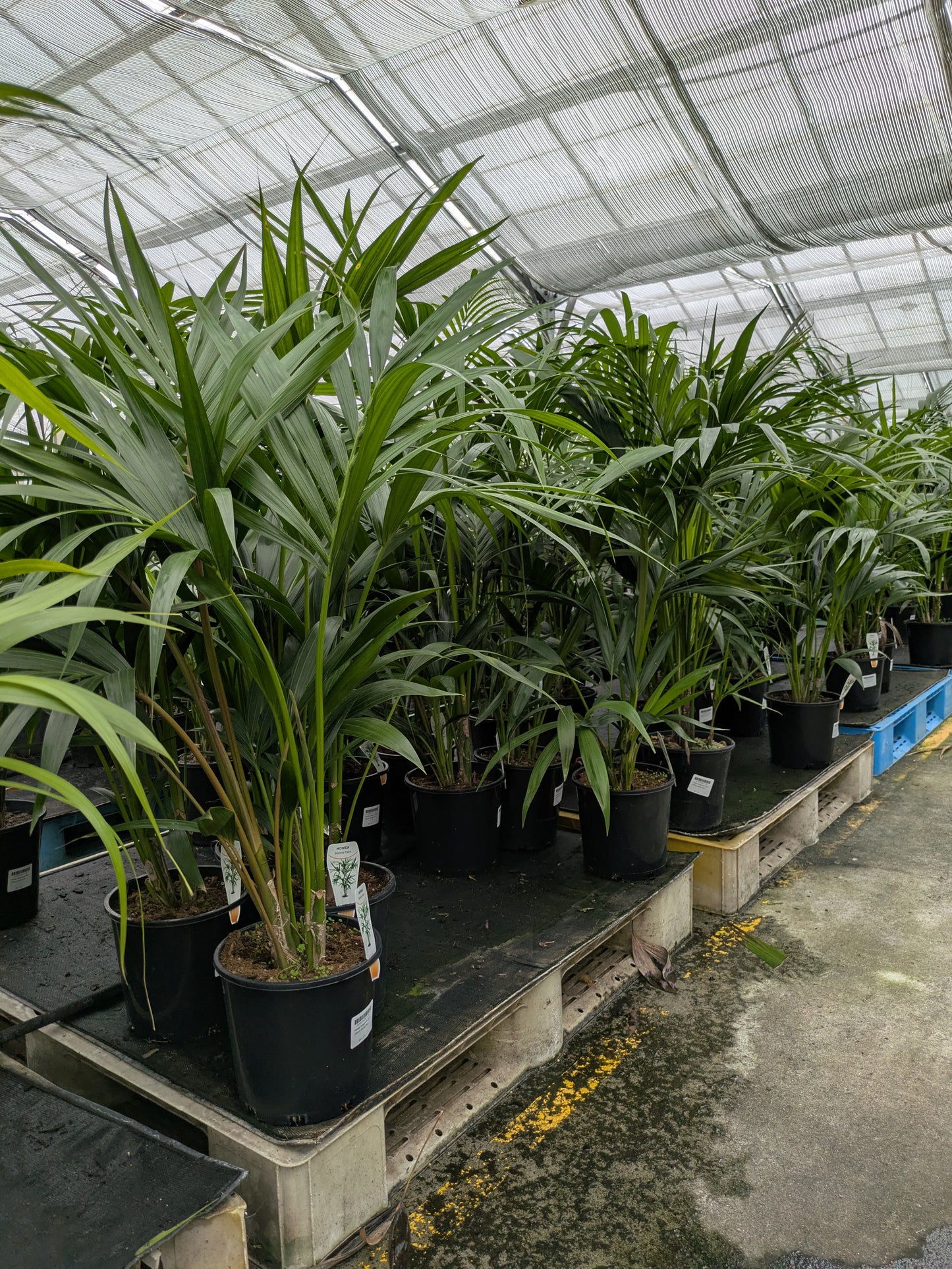 Howea forsteriana