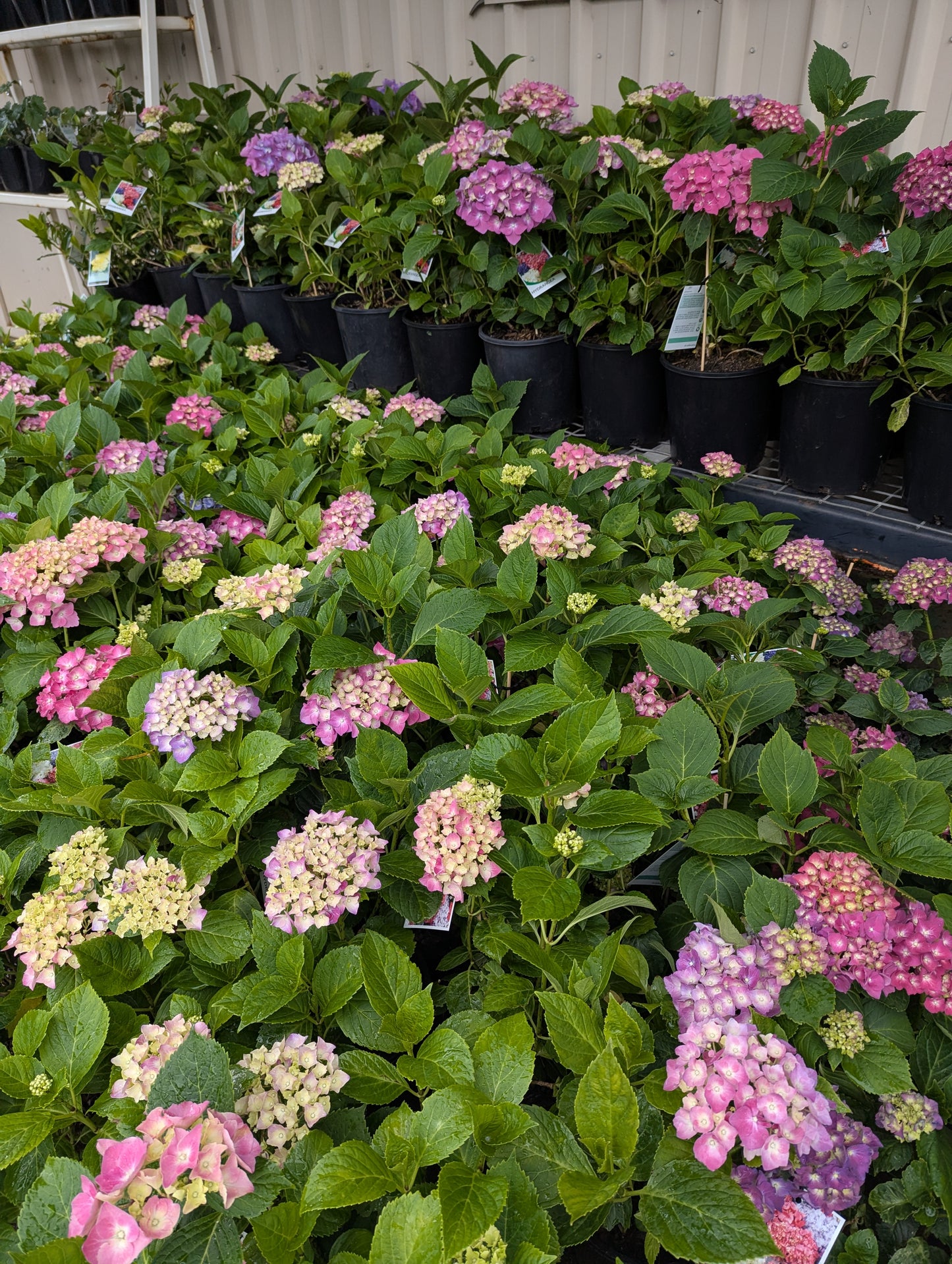 Hydrangea macrophylla Pink Ball