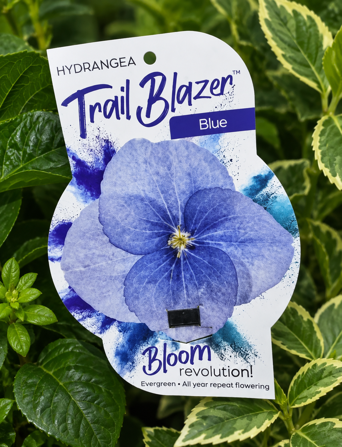 Hydrangea Trail Blazer Blue
