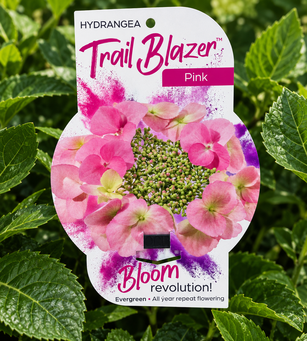 Hydrangea Trail Blazer Pink
