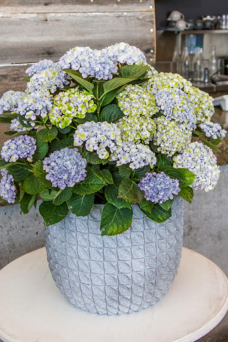 Hydrangea ‘Blue Magical Revolution’