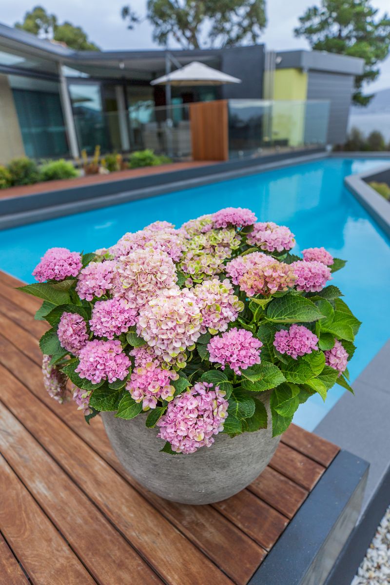 Hydrangea ‘Pink Magical Revolution’