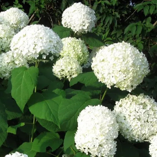 Hydrangea arborescens Annabelle