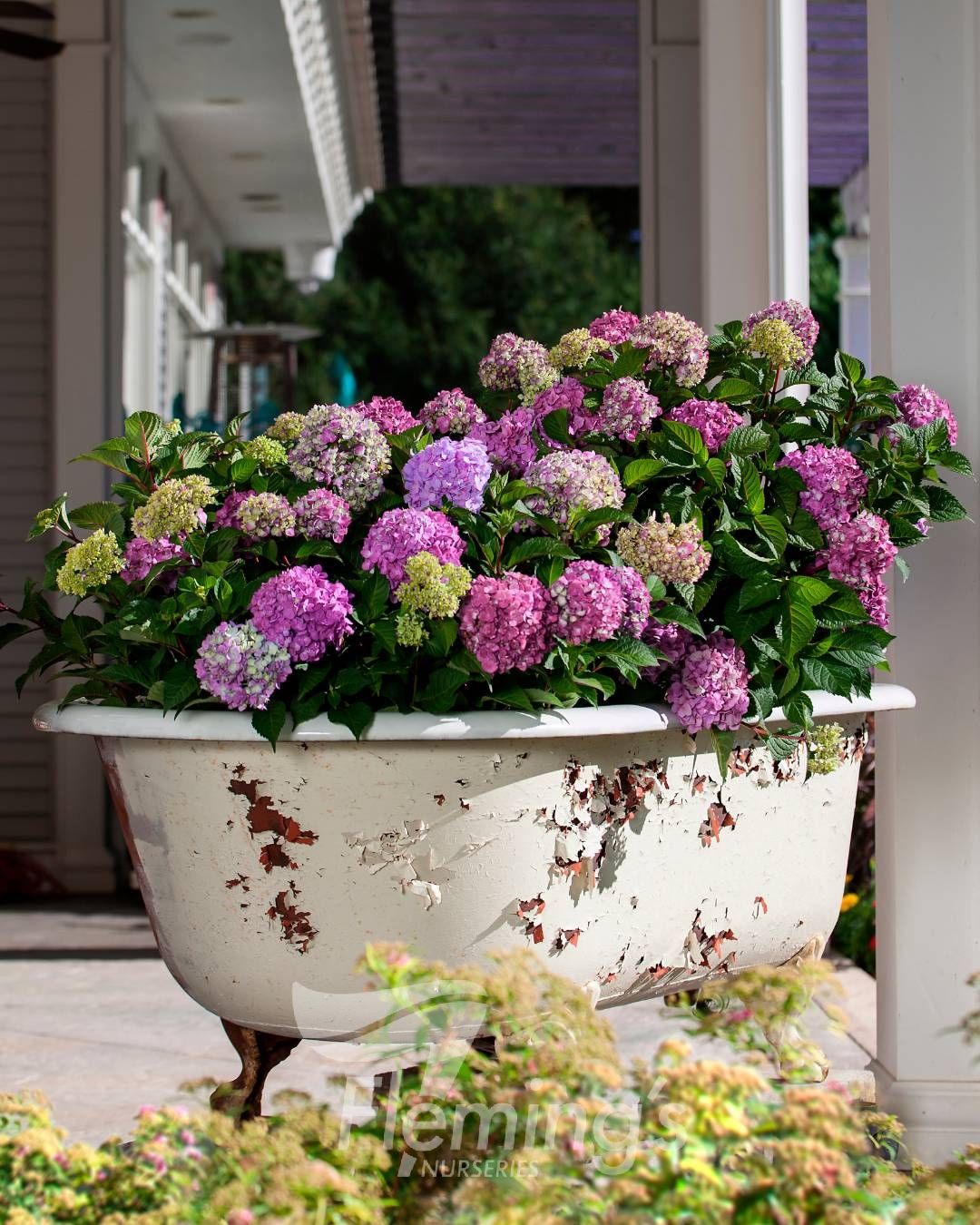 Hydrangea macrophylla Bloomstruck Endless Summer