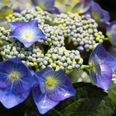 Hydrangea macrophylla Blue Lace Cap