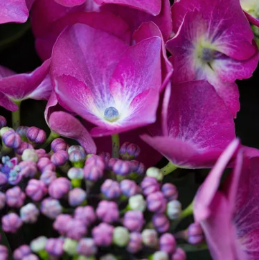 Hydrangea macrophylla Purple Lace Cap