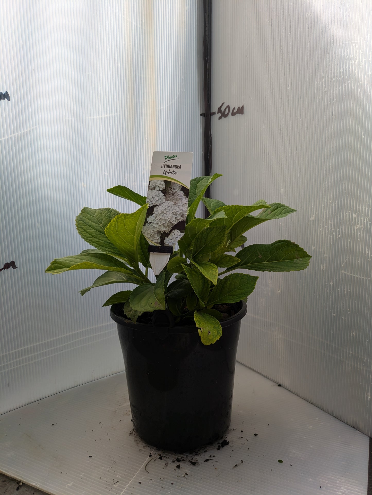 Hydrangea macrophylla White Ball