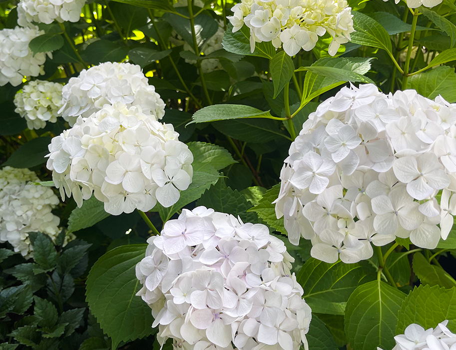 Hydrangea macrophylla White Ball