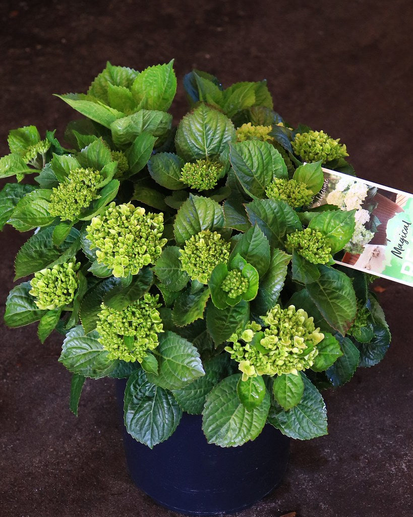 Hydrangea macrophylla 'Magical Pearl' pbr