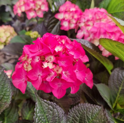 Hydrangea Tuxedo Pink