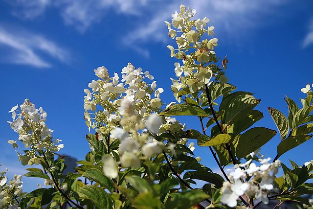 Hydrangea paniculata Tardiva