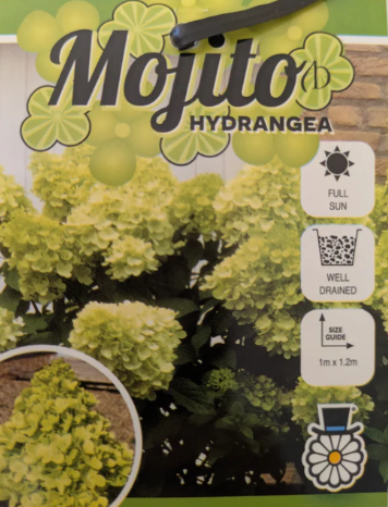 Hydrangea paniculata 'Mojito' pbr