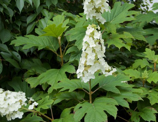 Hydrangea quercifolia 'Prinsnow'