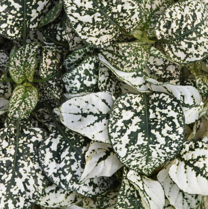 Hypoestes spp. White